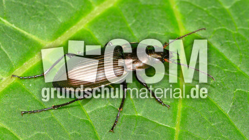 Kupferfarbener Buntgrabläufer_3.jpg